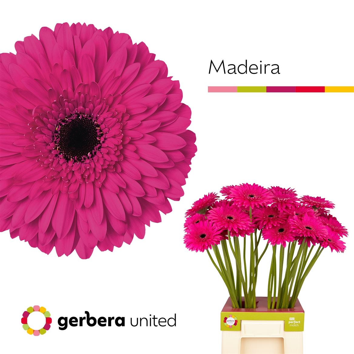 Gerbera Madeira