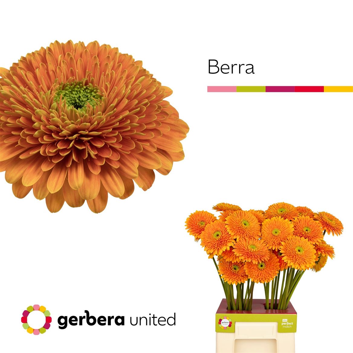 Gerbera Gb Berra+