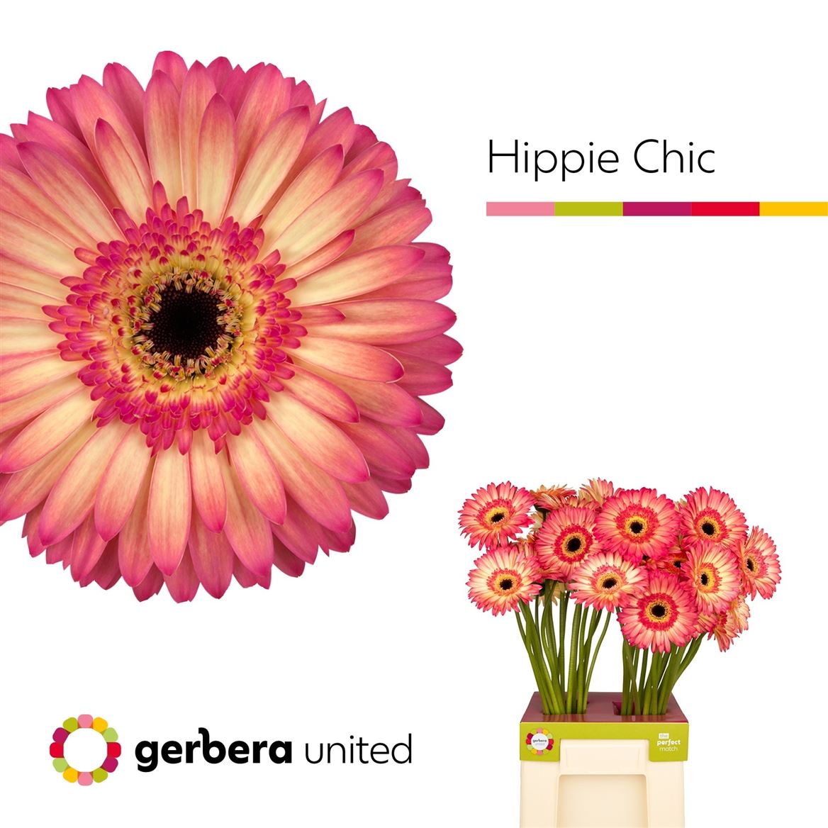 Gerbera Hippie Chic