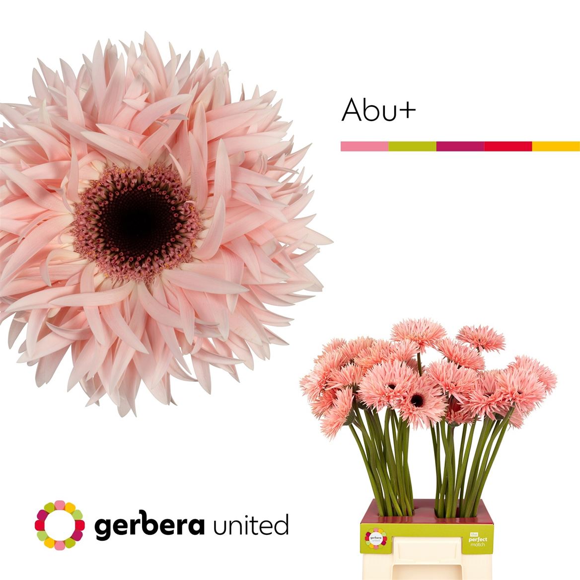Gerbera Gerspider Abu