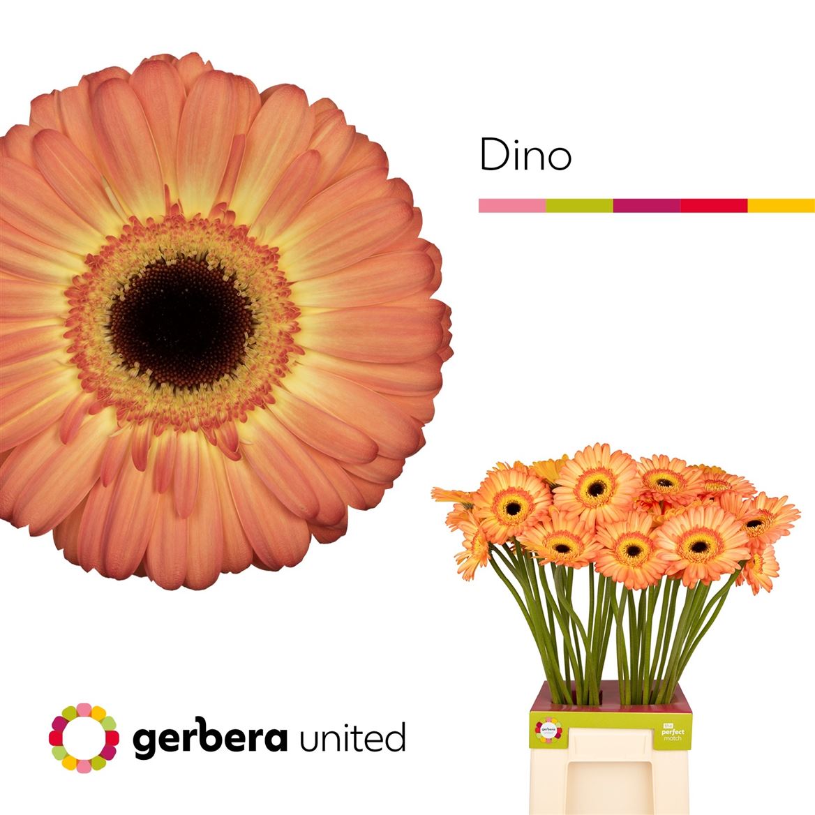 Gerbera Dino+