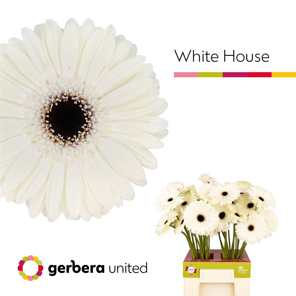 Gerbera White House