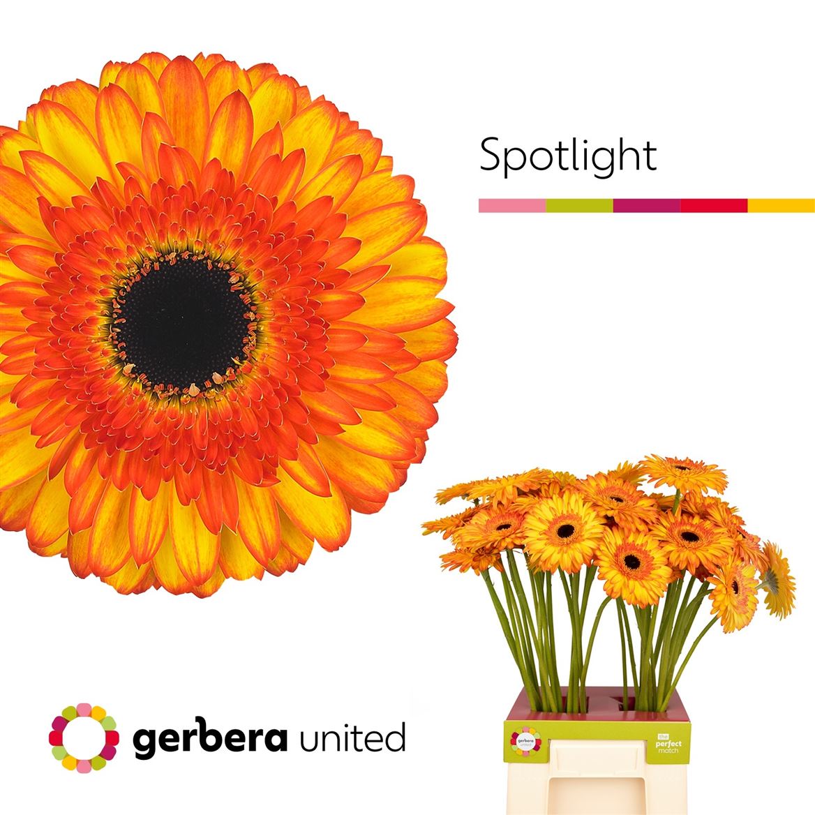 Gerbera Spotlight