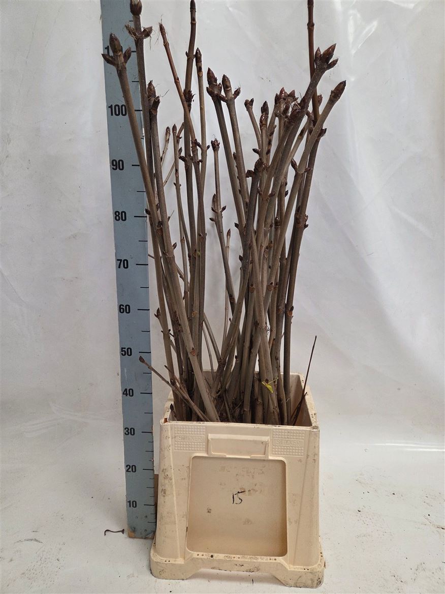 Aesculus Hippocastanum Branche 100cm