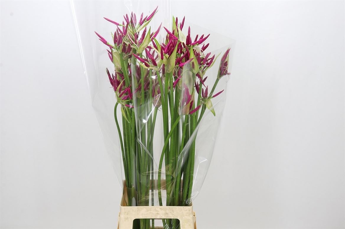 Ne Bo Alexandra 80cm