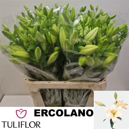 Lilium La Ercolano 100cm 5/7bl