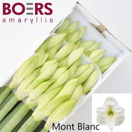 Hippeastrum Mont Blanc 4bl