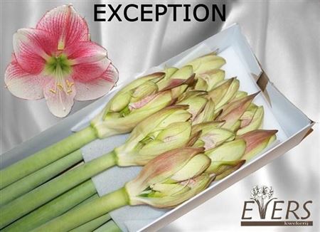 Hippeastrum Exception 4bl