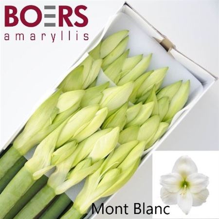 Hippeastrum Mont Blanc 70cm