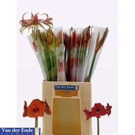 Hippeastrum Mix 60cm