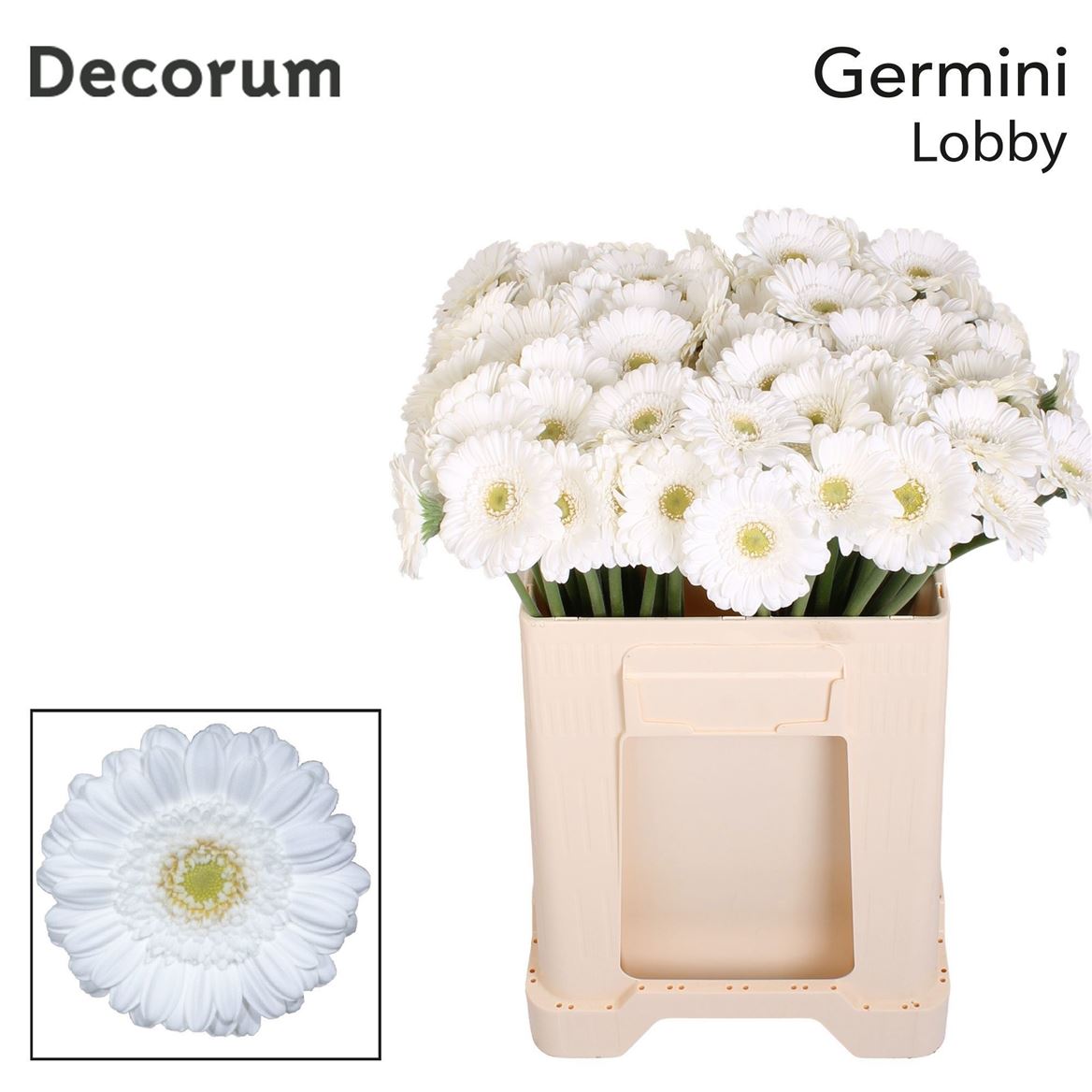 Gerbera Mini Lobby