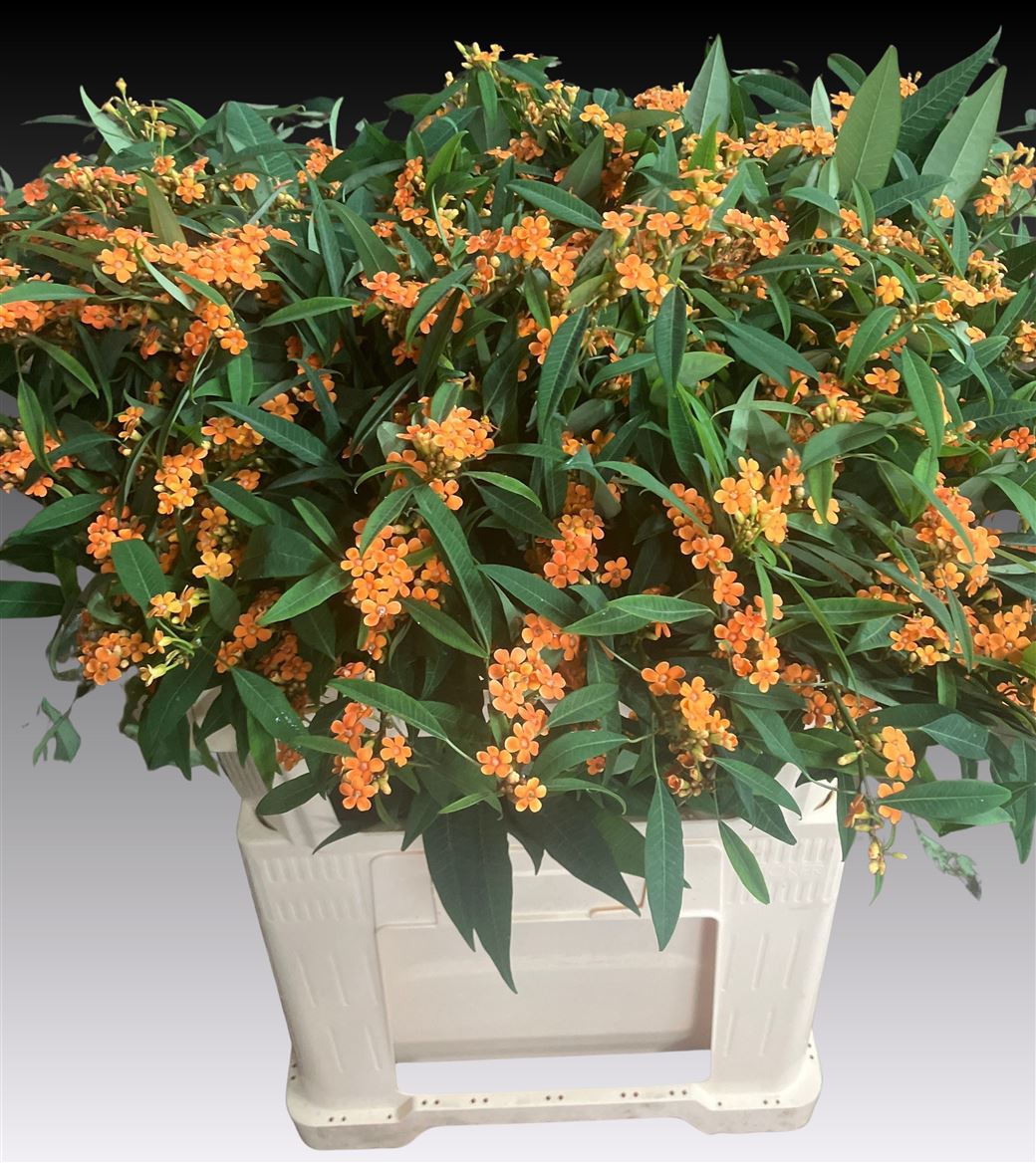 Euphorbia Spray Sunstream 70cm