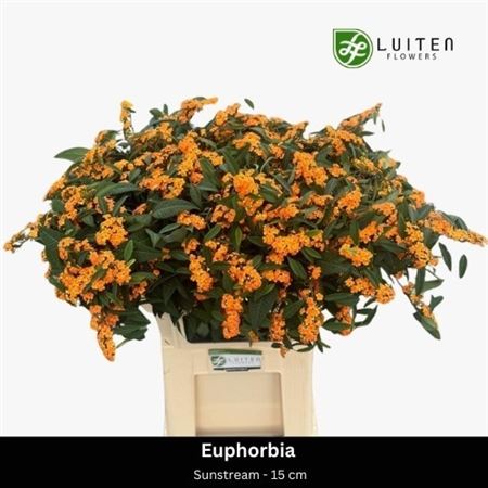 Euphorbia Spray Sunstream 80cm