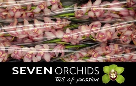 Cymbidium Rondo 12/15bl