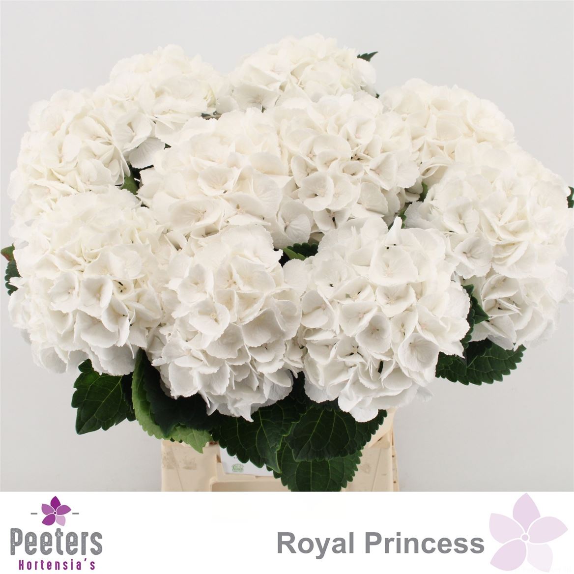 Hydrangea Royal Princess 60cm 16Ø