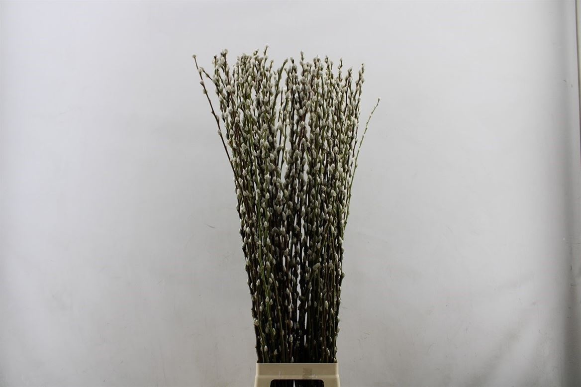 Salix Ca Snow Flake 150cm