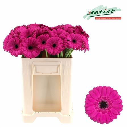 Gerbera Mini Anna