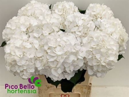 Hydrangea White Verena 80cm 20Ø