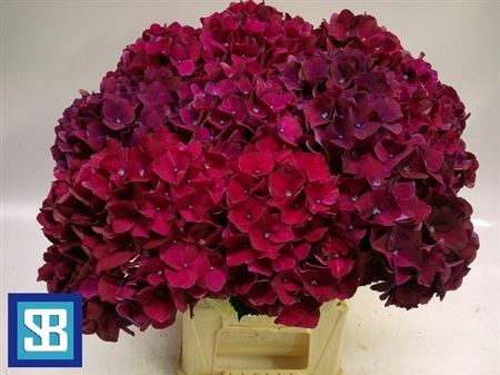 Hydrangea Mag Pink Ruby 60cm 18Ø