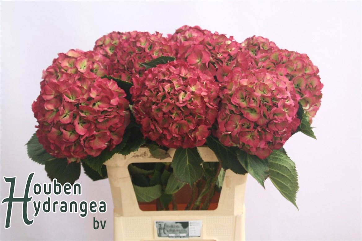 Hydrangea Elbtal Classic Pink 80cm 22Ø