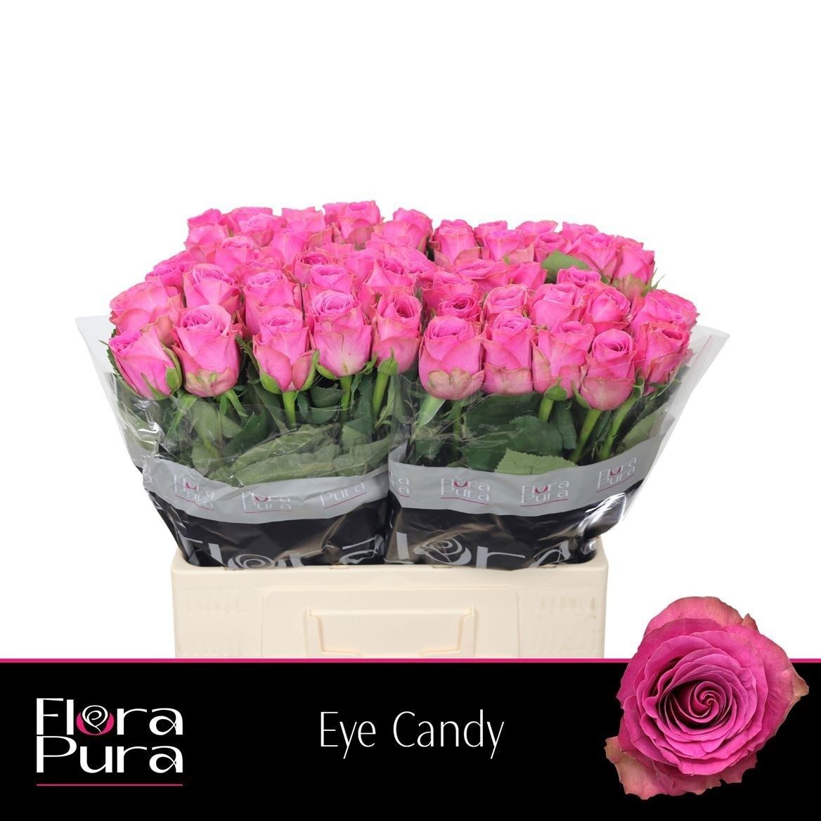 R Gr Eye Candy 60cm