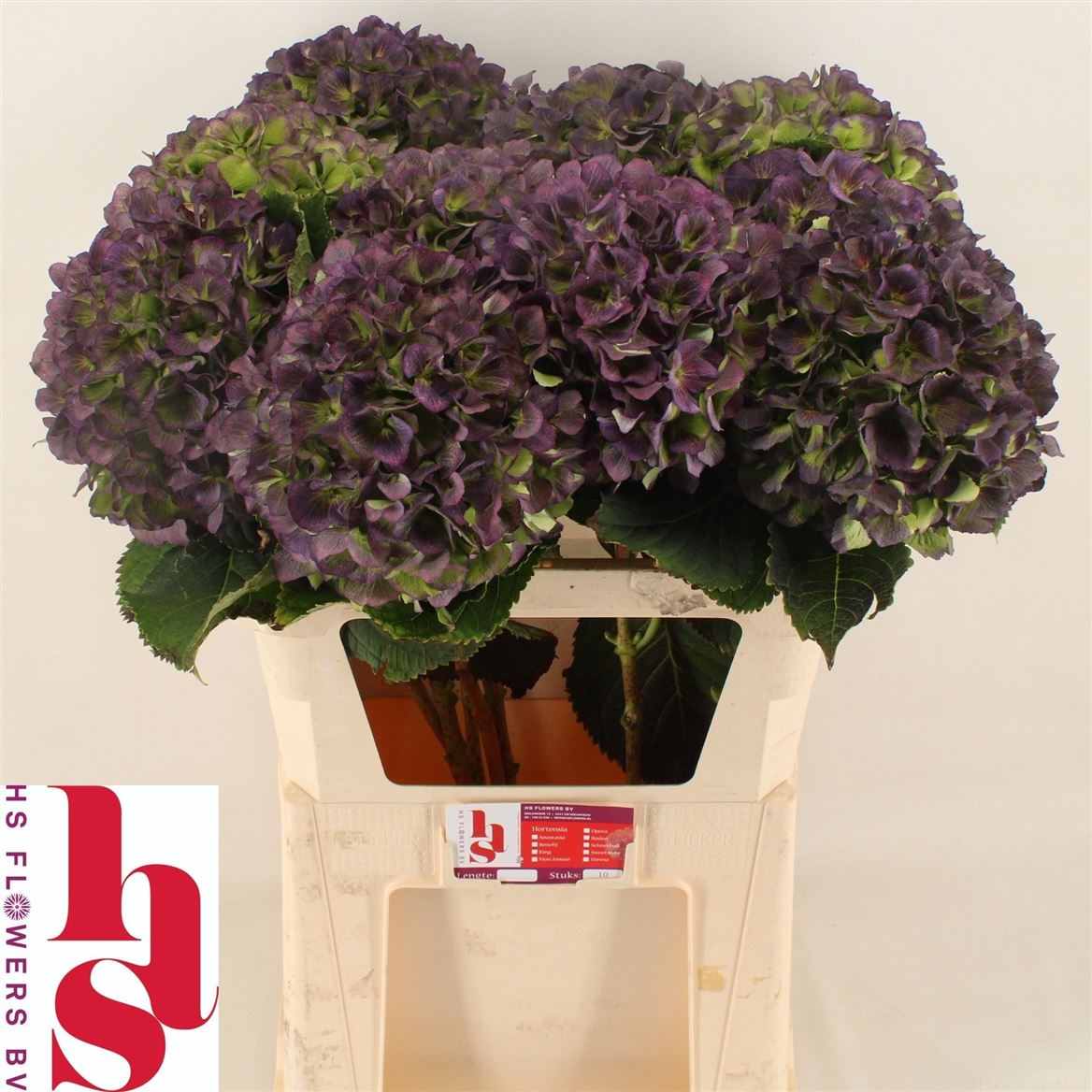 Hydrangea Verena Blue Classic 80cm 20-22cm Hd