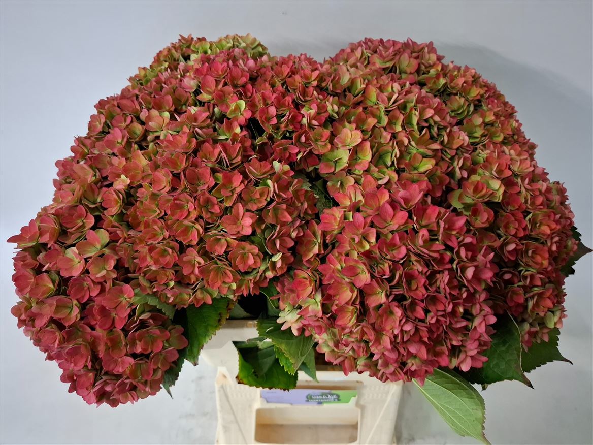 Hydrangea Royal Kiss Classic 60cm 20Ø