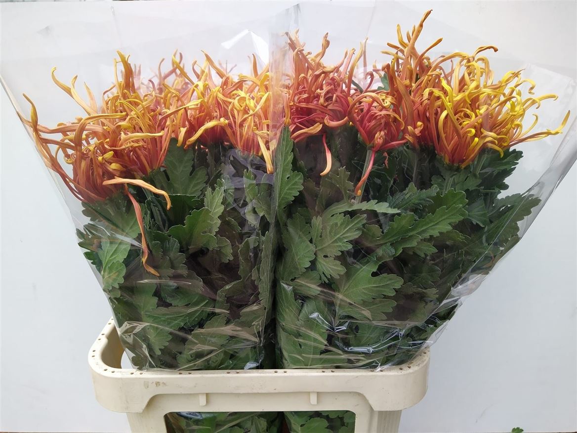 Chrysant Single Cobra 80cm 90gram