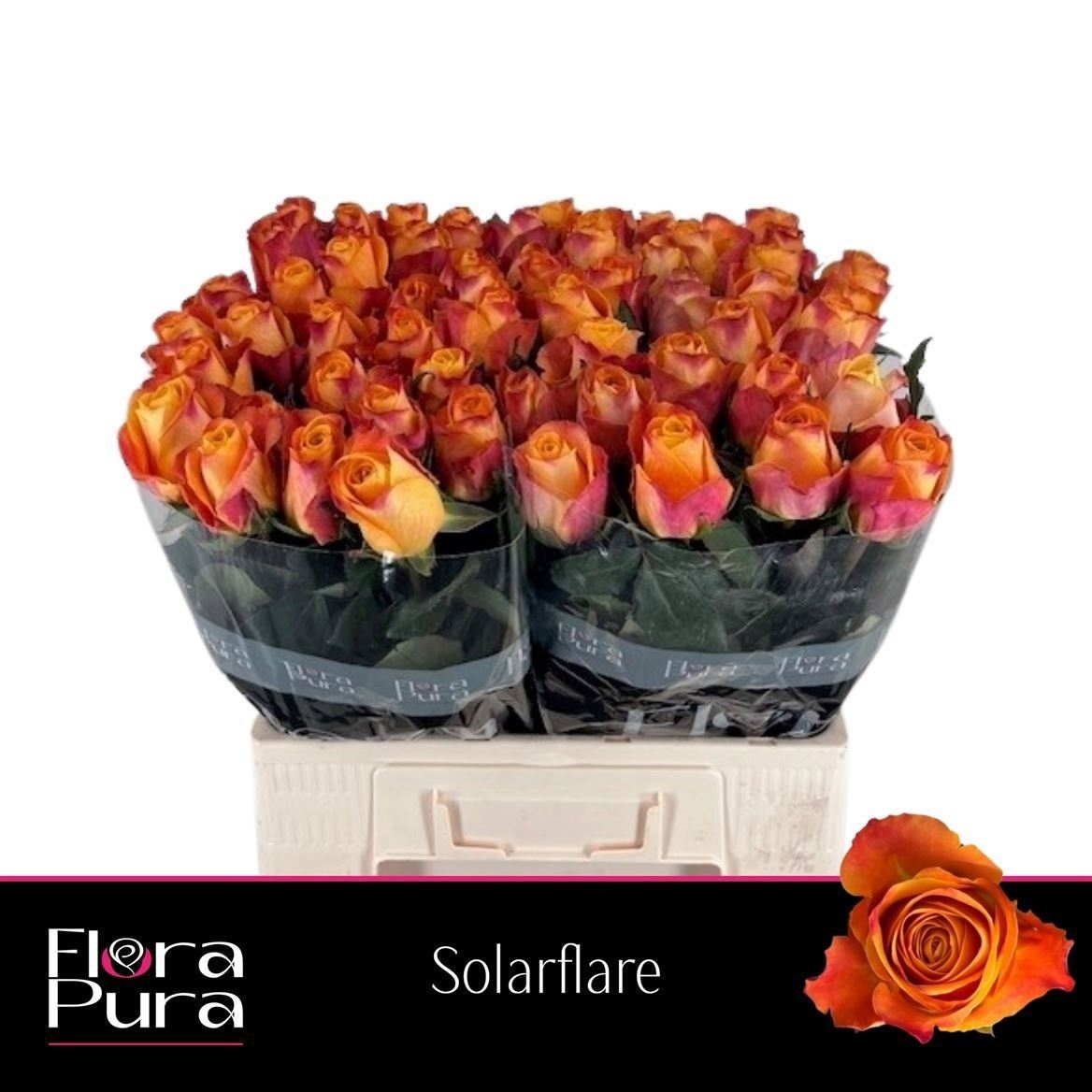 Rosa Solarflare 60cm