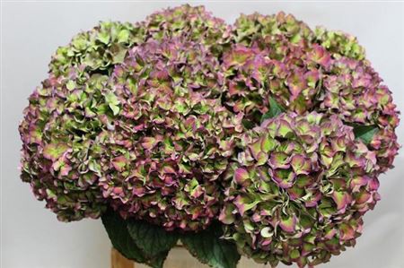 Hydrangea Rodeo Classic Pink 60cm 20Ø