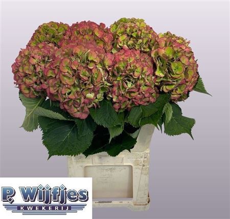 Hydrangea Elbtal Classic Pink 80cm 24Ø