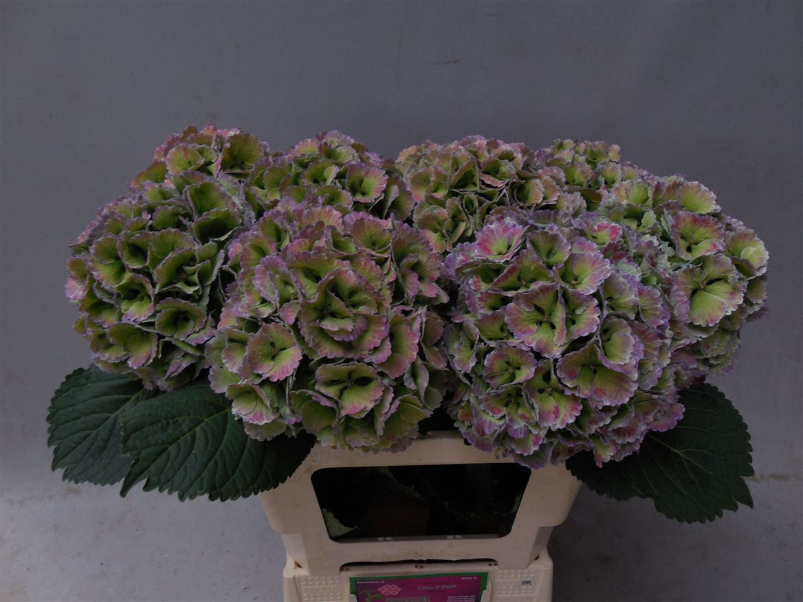 Hydrangea Lollypop Clas 60cm 16Ø