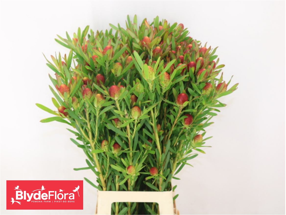 Leucadendron Ayoba Cherry Pearl 80cm Spray