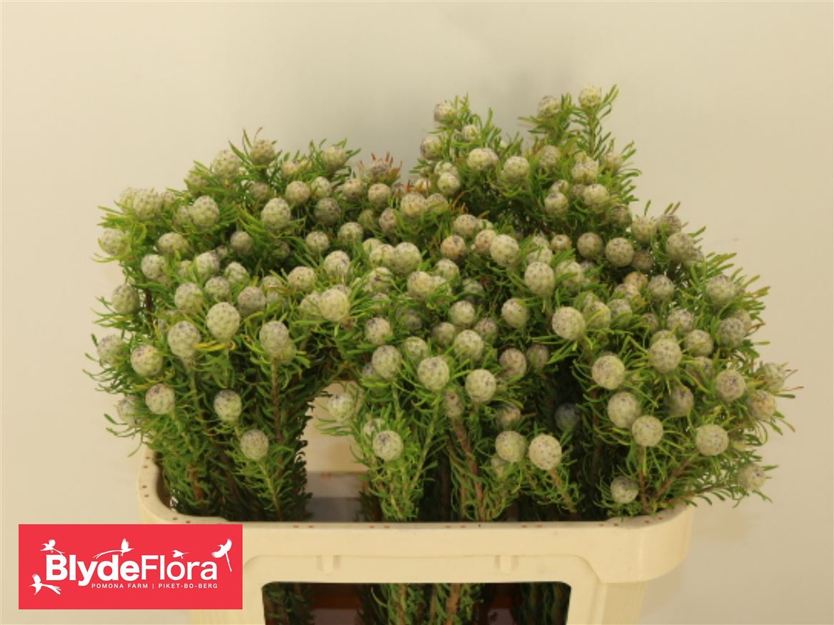 Leucadendron Spray Ayoba Jade Pearl 70cm Spray