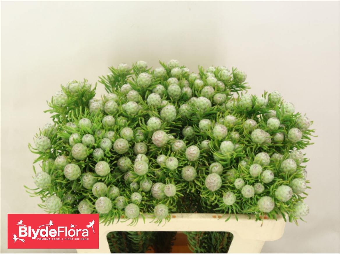 Leucadendron Spray Ayoba Jade Pearl 50cm Spray