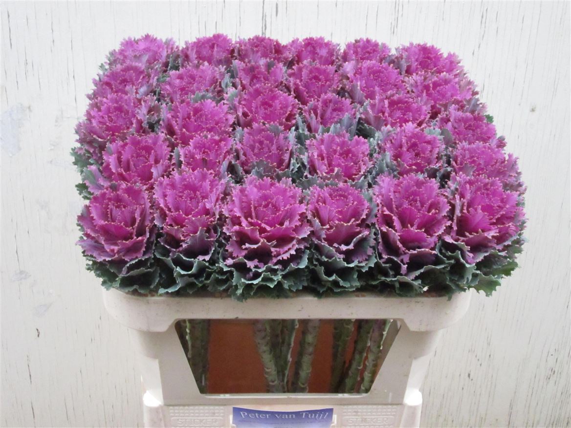 Brassica Altair 70cm