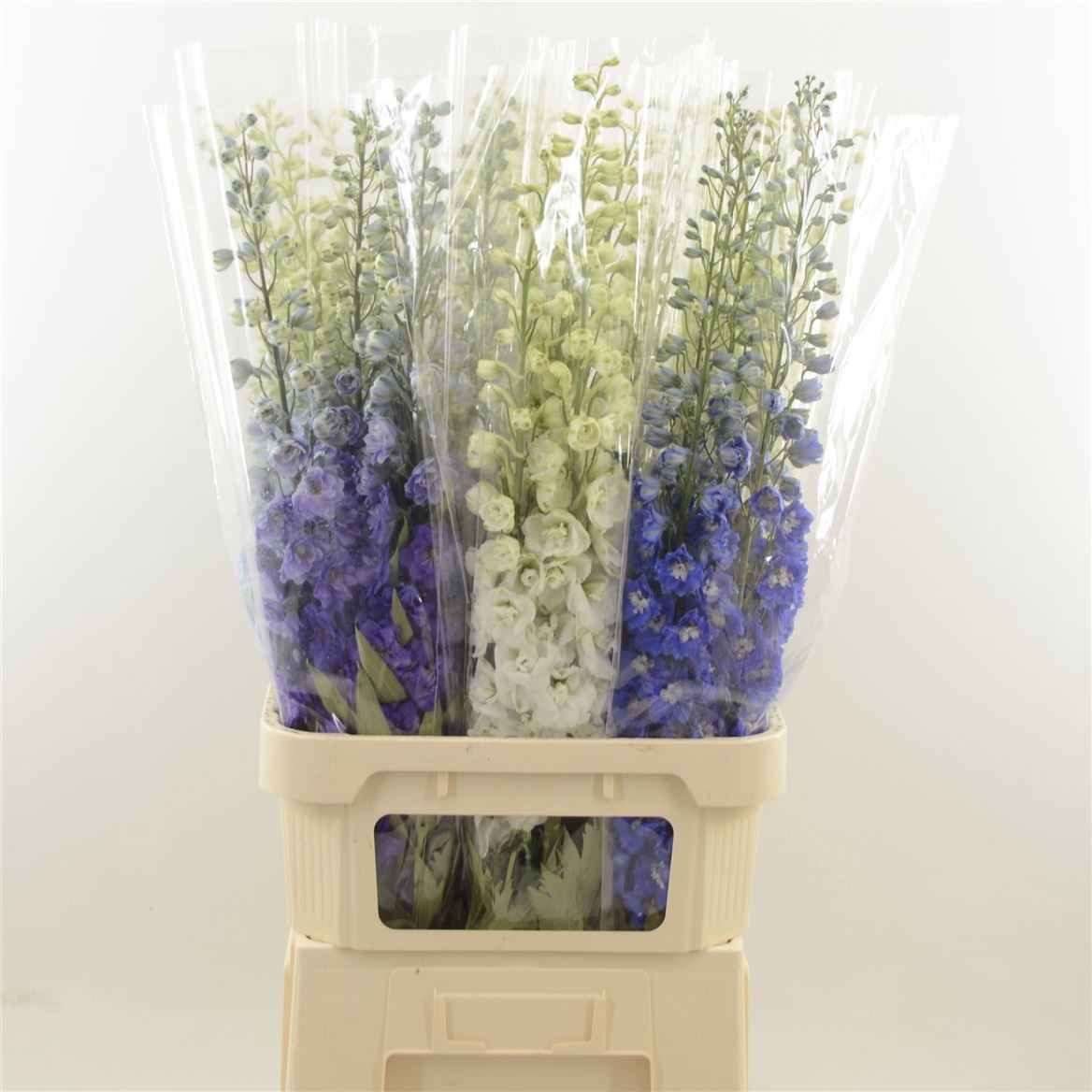 Delphinium Double Mix 100cm