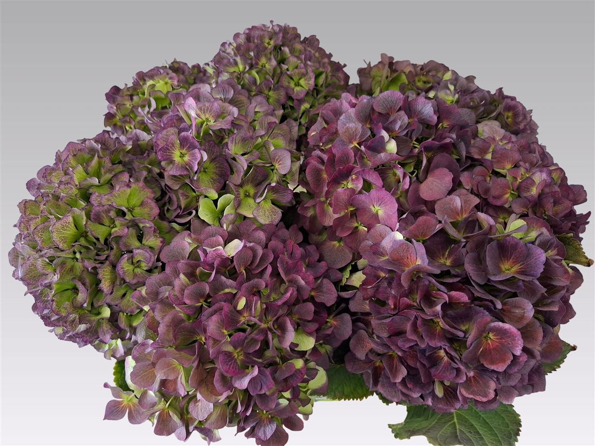 Hydrangea Verena Blue Classic 65cm 20-22cm Hd