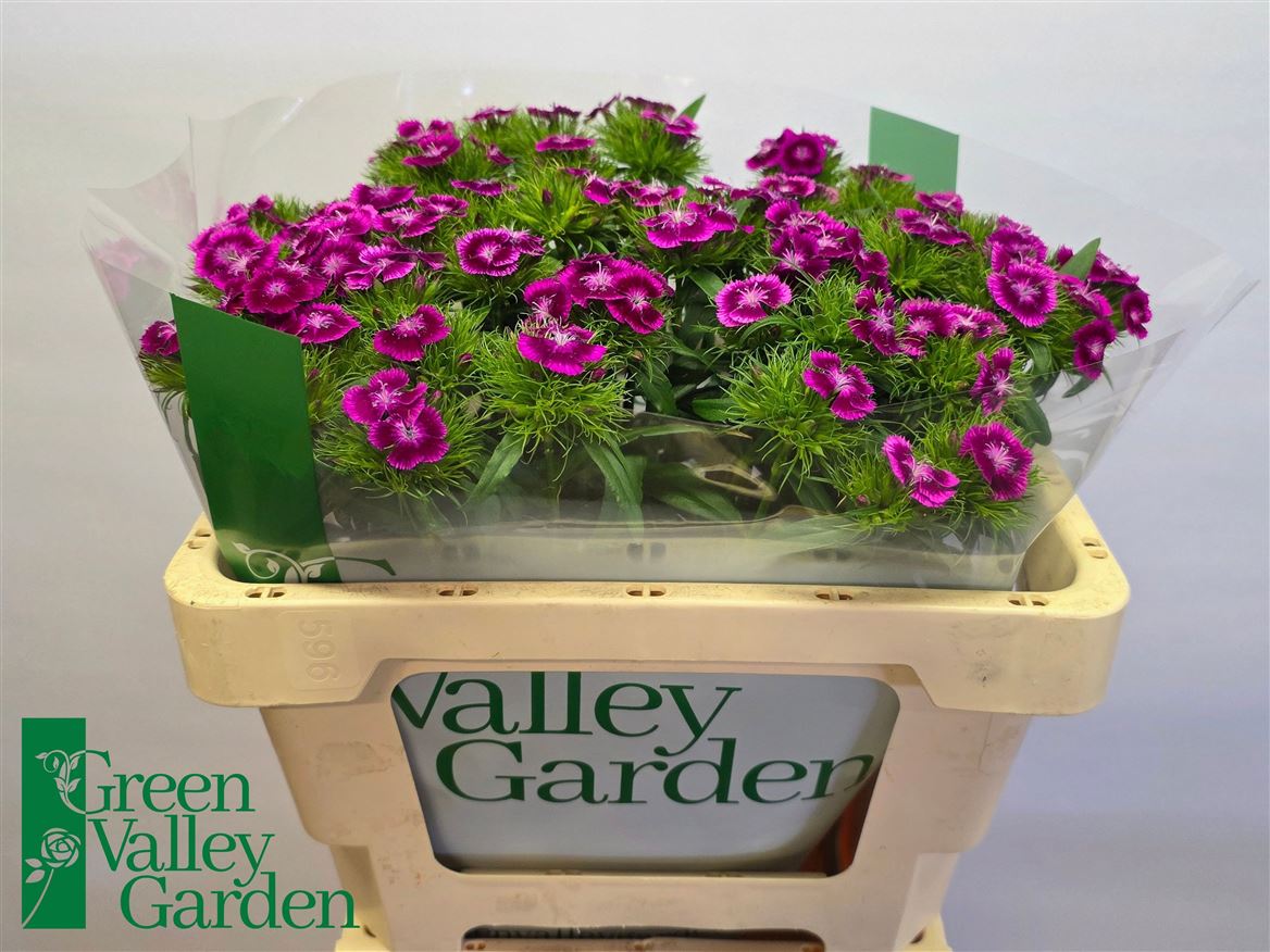 Dianthus Barb Sweet Will Magenta Bicolour 48cm