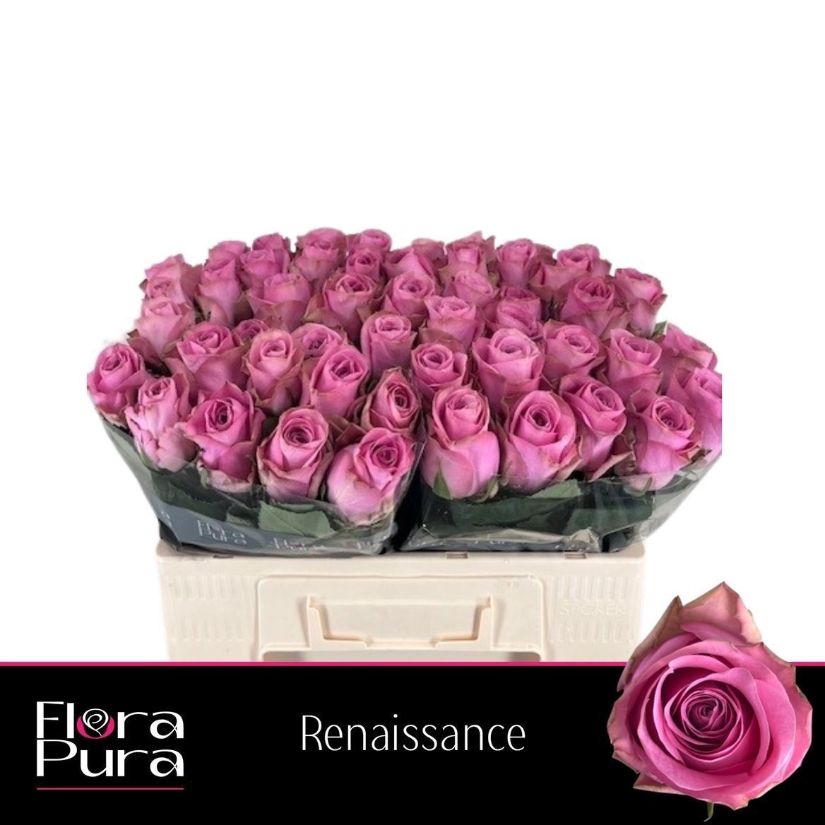 Rosa Renaissance 50cm
