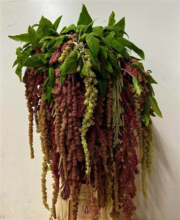 Amaranthus Hanging Asst 120cm