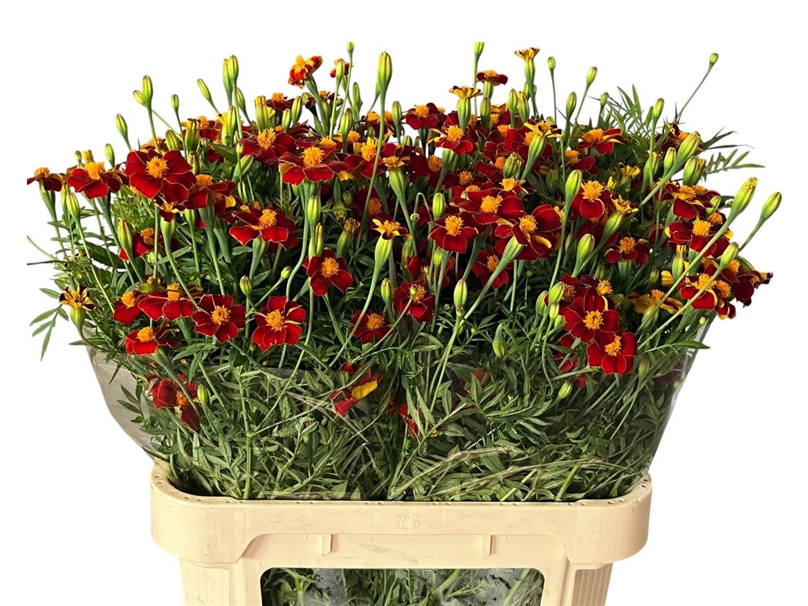 Tage Burning Embers 80cm