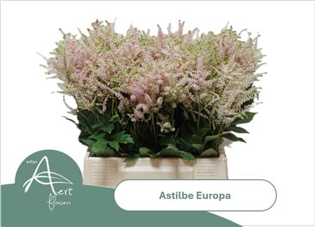 Astilbe Europa 45cm