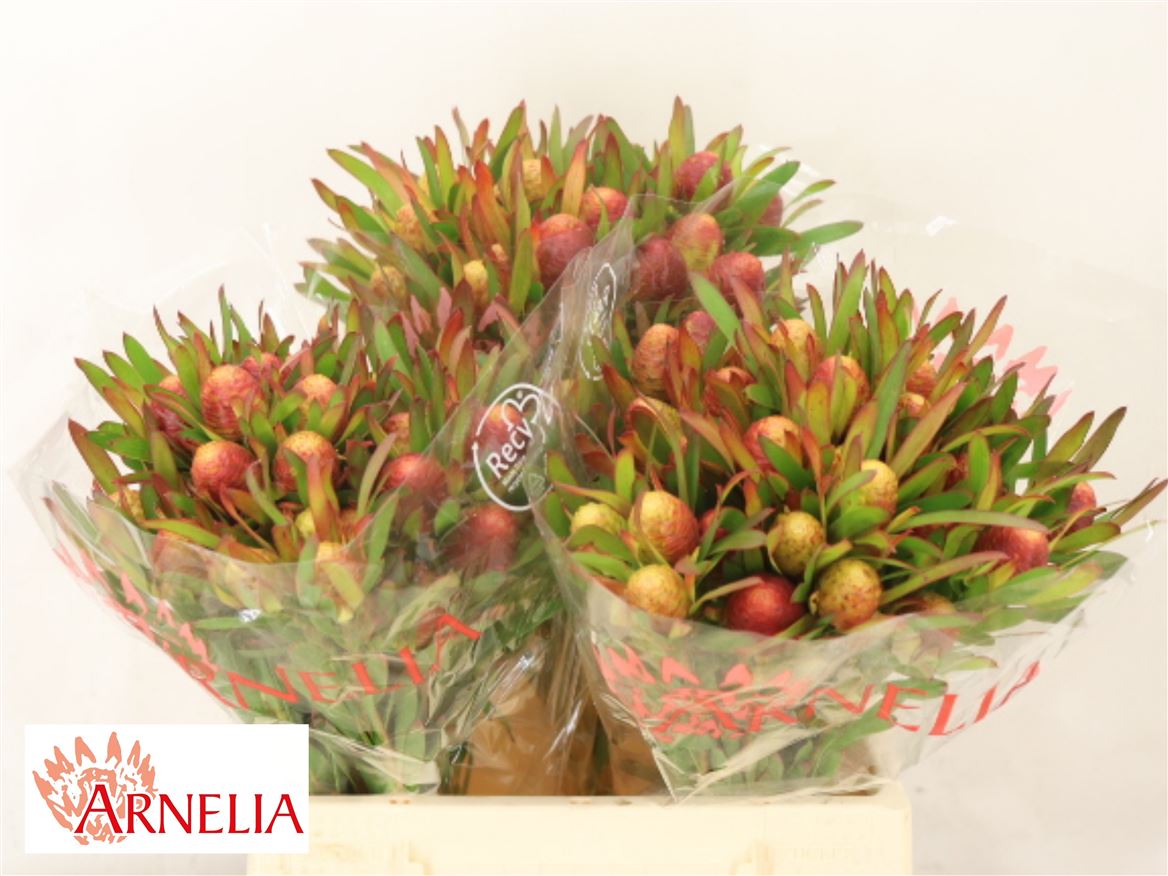 Leucadendron Ayoba Cherry Pearl 40cm Spray