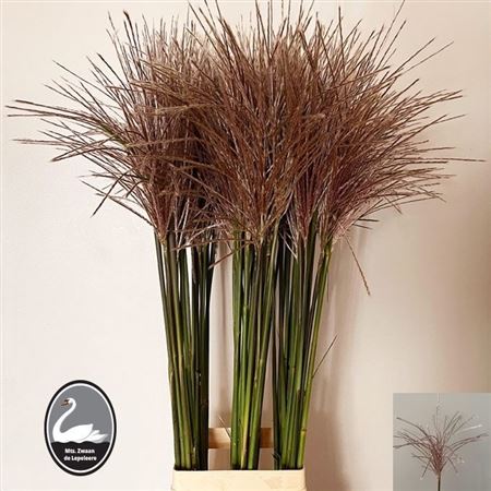 Miscanthus Sinensis 100cm