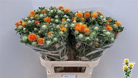 Carthamus Zanzibar 80cm