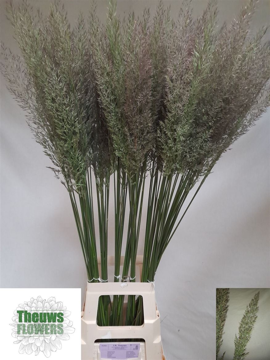 Calamagrostis Brachytricha 90cm