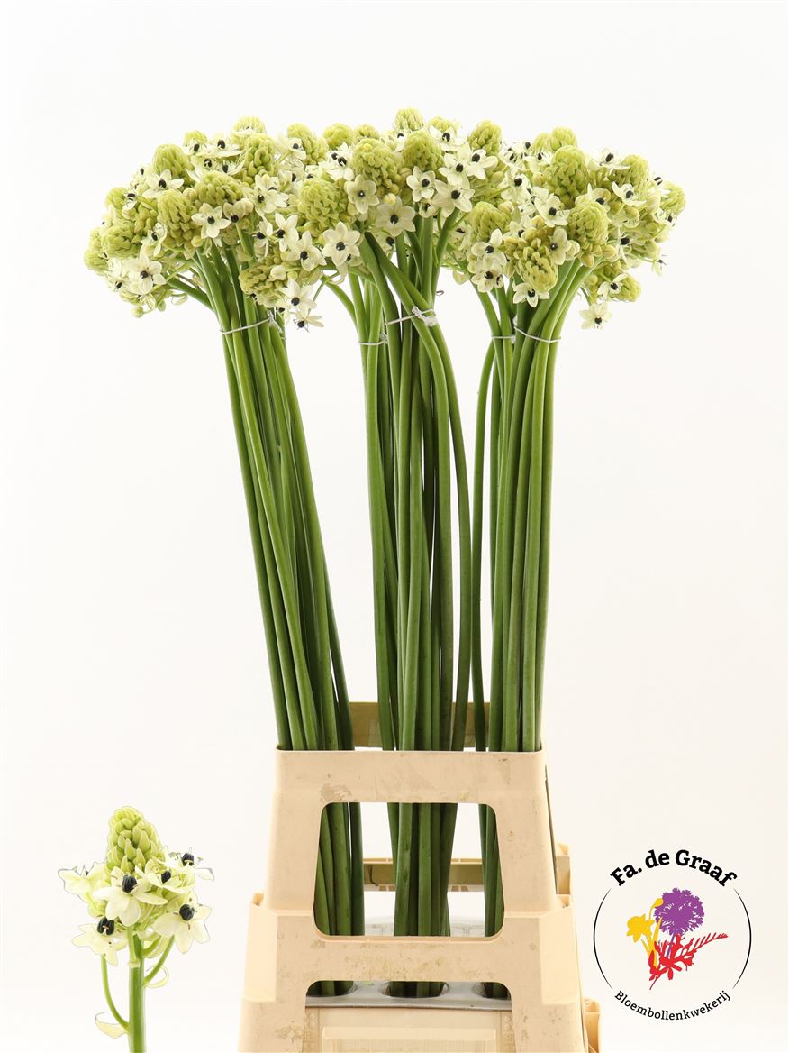 Ornithogalum Arabicum 90cm