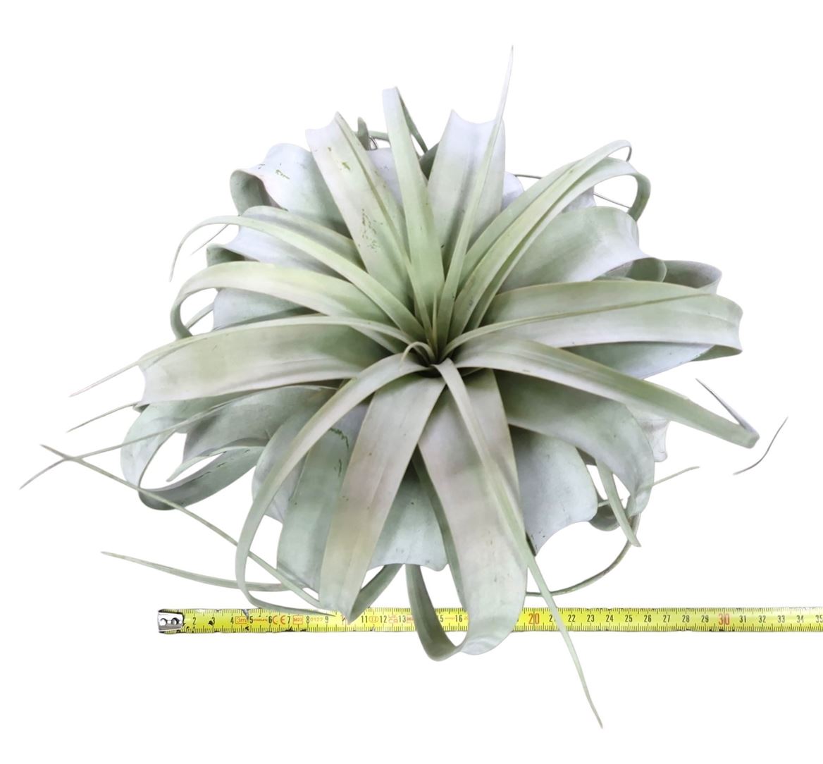 Tillandsia Xerographica 30Ø 15cm