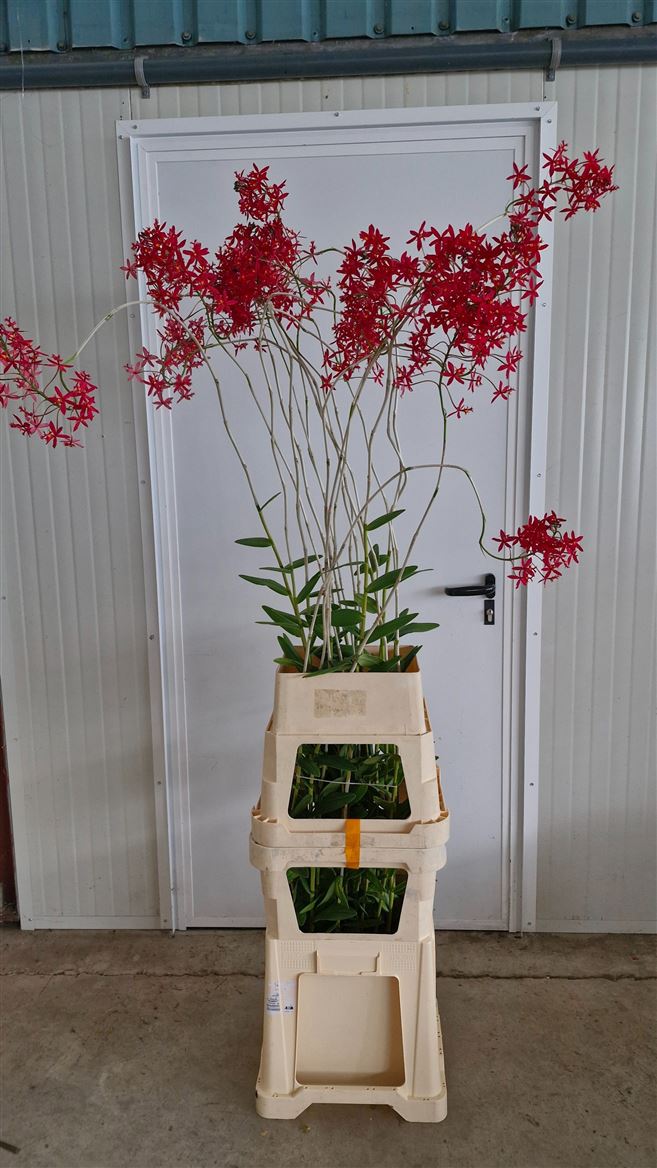 Orchide Nobile 160cm